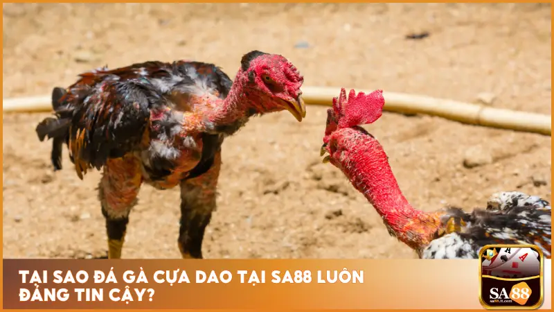 Hệ thống kiểm soát công khai và tiêu chuẩn hóa theo hướng quốc tế